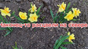 Начинаем Посадки на севере: пора сажать!