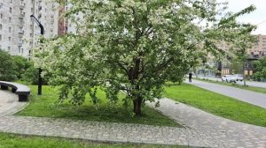 В цветущей  красоте