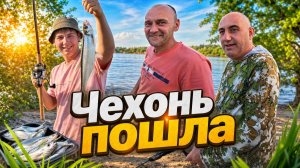 Ловим чехонь на бомбарду на реке Вятка | Чехонь пошла