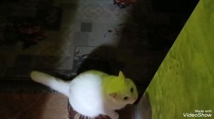 Мальчик устанавливает свои порядки и правила.