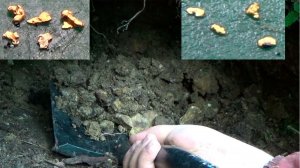 Золото дальнего прииска!