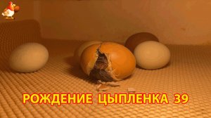 Вылупление цыпленка из яйца в инкубаторе версия 39