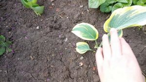 Накупила хост! Как растут кабачки и капуста.