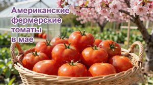 Американские томаты в мае