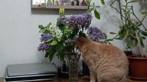 Кот и сирень.