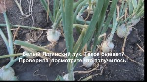 Белый Ялтинский лук. Вырастила из семян и сравнила с красным Ялтинским луком.