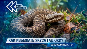 Нашествие гадюк в России: как избежать укуса змеи?