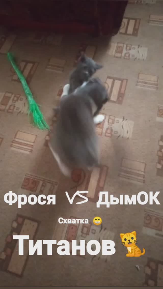 Кошка Фрося VS Дымок обучение карате