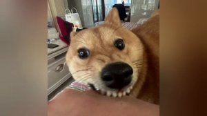 мемы •∆•