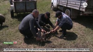 В Ингушетии прошла благотворительная акция к празднику Ид аль-Адха