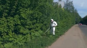 Сотрудники ВНИИКР информируют о методах борьбы с борщевиком Сосновского
