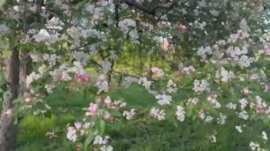 Цветущая весна .Набережная Качи.Сквер Победителей .Красноярск