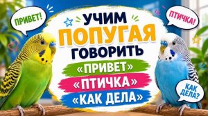 Учим попугая говорить привет как дела птичка