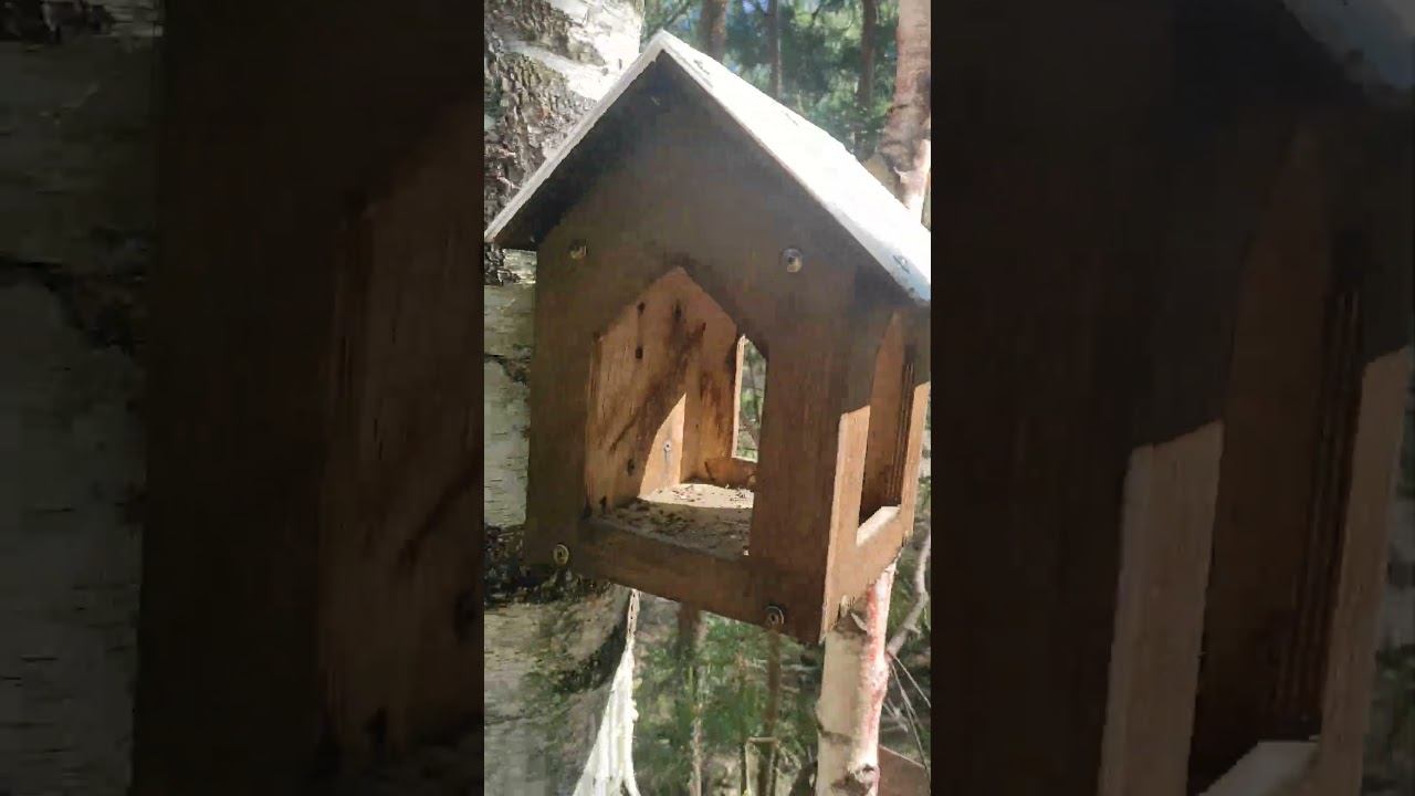 Лесные кармашки для птиц