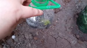 Часть 4 Гранаты - открытый грунт