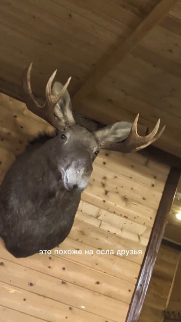 А что же это за животное?))
Юмор!
