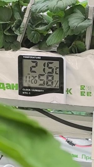 Ферма на Сахалине!