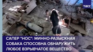 Сапер «Нос»: минно-разыскная собака способна обнаружить любое взрывчатое вещество