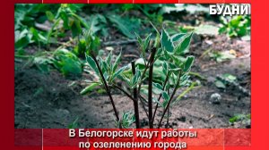 Озеленение Белогорска продолжается