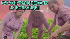 ТОРТИЛА СБЕЖАЛА ИЗ БОЛЬНИЦЫ. ОЛЬГА ИЗ ЗАУРАЛЬЯ. ОБЗОР.