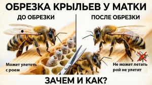 Подрезка крыльев матке: зачем делают и чем это опасно? Отвечает профессор Кашковский 🐝✂️