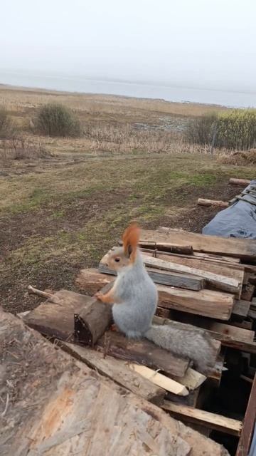 БЕЛКА SCUIRREL