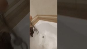 искупали Басика 🤪