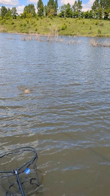 Карп на флэт в корягах  #рыбалка #fishing #рыбалканаозере #рыбалканафидер #carpfishing #карп
