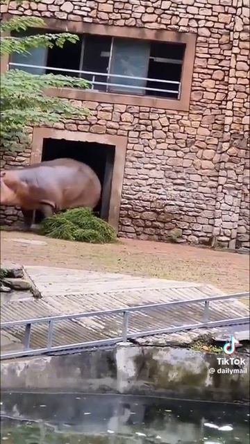 Чтобы накормить