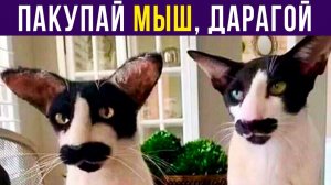 ВКУСНИЙ СВЕЖИЙ МЫШ, ЭЭЭ, ПАКУПАЙ) Приколы с котами