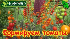 🍅 Помидоры в 2 ствола или 2 в лунку — что выберут профи? 🔥 Секрет урожайности томатов. Формируем.