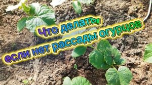 Как вырастить огурцы безрассадным способом