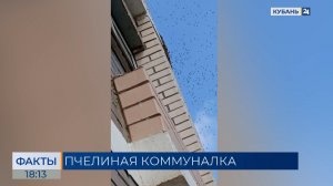 На поселившийся в многоэтажке рой пчел пожаловались жители Краснодара