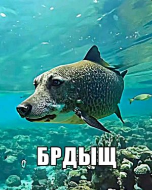 прогулка 2 ч🐾☘️❗в эфире❗
