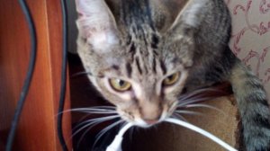 🌍🧳🛋️ Без кота и жизнь не та: жизнь знакомого кота