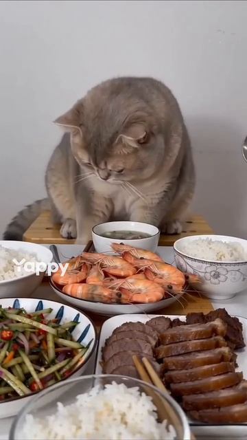 кот хочет креветку в MAX