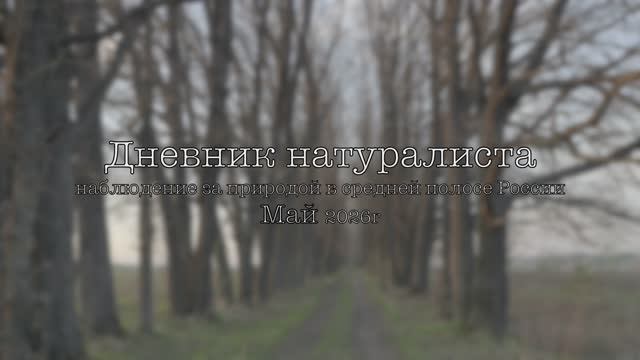 Дневник натуралиста: наблюдение за  природой в средней полосе России Май 2026г