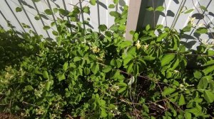 Жимолость каприфоль.