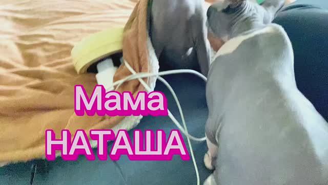 УТРО,начинается с КОШЕК/И конечно с Вайлдберис/Деньги как вода🤦/архив