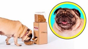 🍿 Порадуйте свою собаку | Сделайте ей автоматическую кормушку
