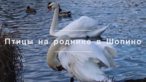 Как зимуют птицы на роднике в Шопино