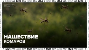 Рекордное нашествие комаров зафиксировали в нескольких регионах России - Москва 24
