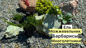Саженцы из интернет-магазина! Распаковка!