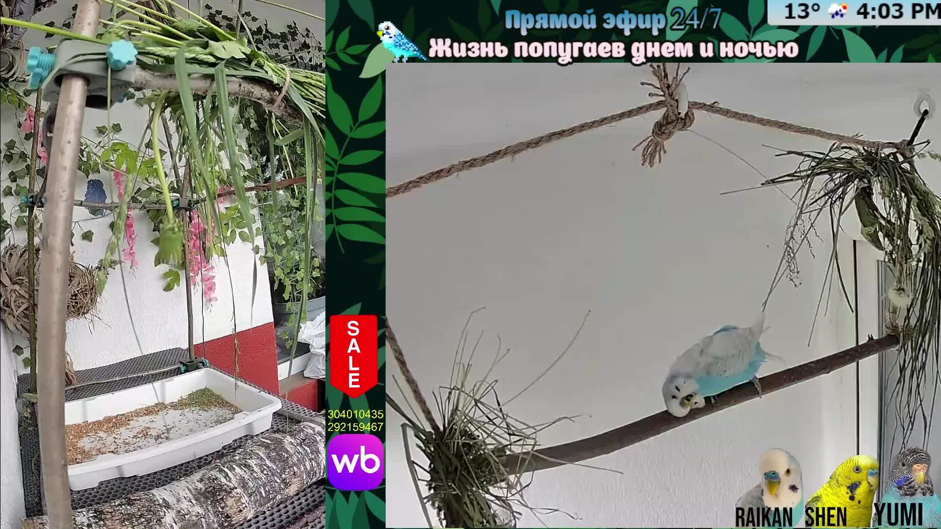 Волнистые попугаи 🦜🦜🦜 | авиарий на балконе📍