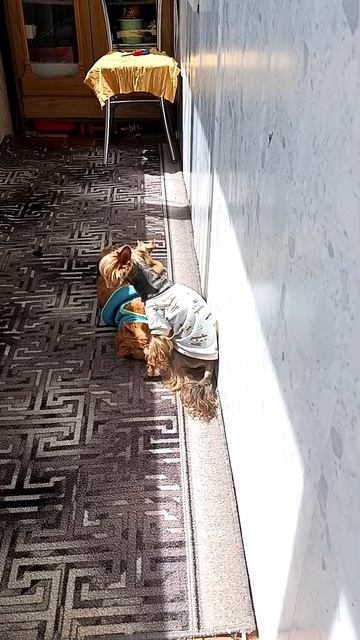 Рыжуля🐱 на релаксе/Рики 🐶переживает, пришел помогать/Красота!