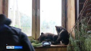 Трехмесячные сестры-медвежата поступили на реабилитацию в Сибирский зоопарк