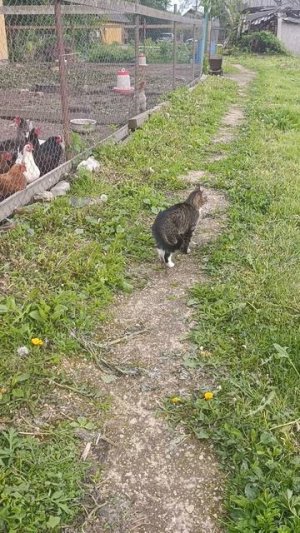 Утки 🦆 на вольном выгуле