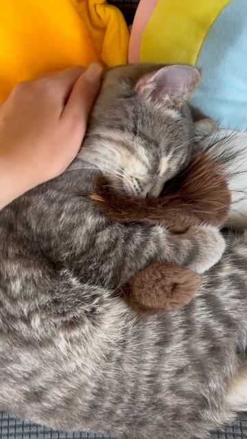 Мило спящий котик с игрушкой 😺🐱