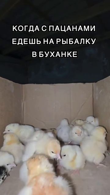 Все узнали ХИТ?