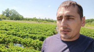 Выращивание земляники садовой в Краснодарском крае